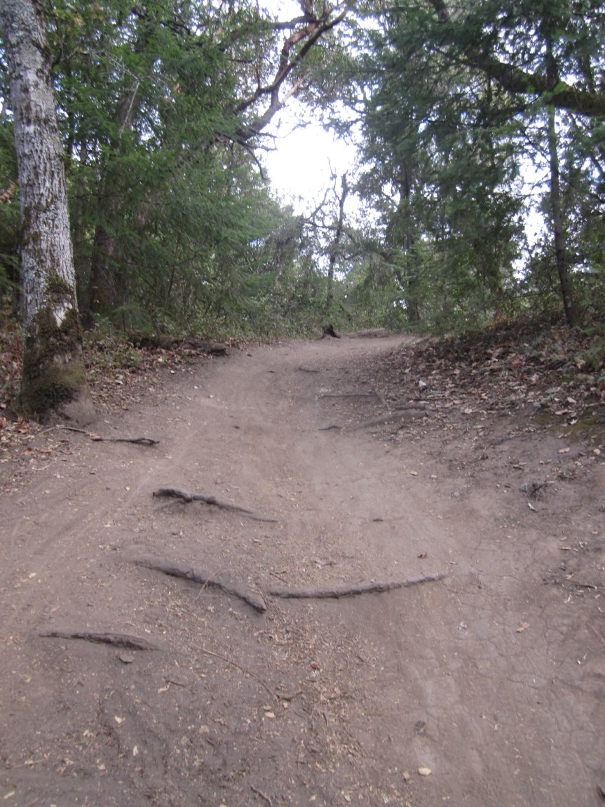 The obstacle course of tree roots that awaits the rider who bears left